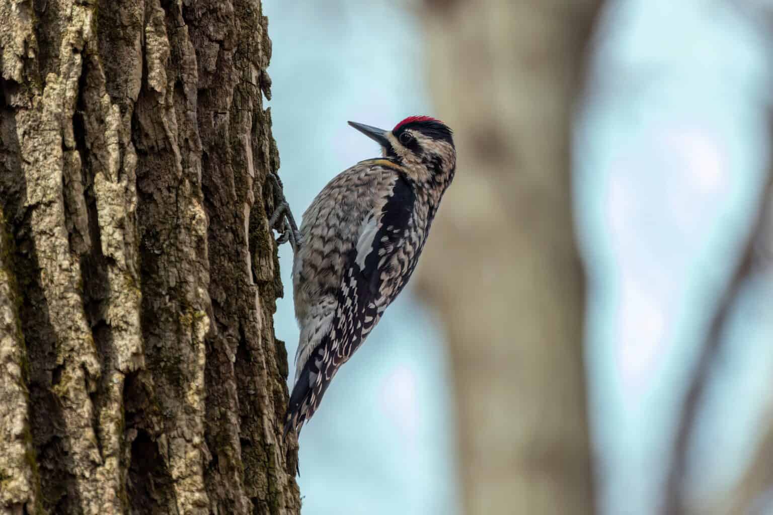 Types of Woodpeckers in Missouri (Guide With Pictures)