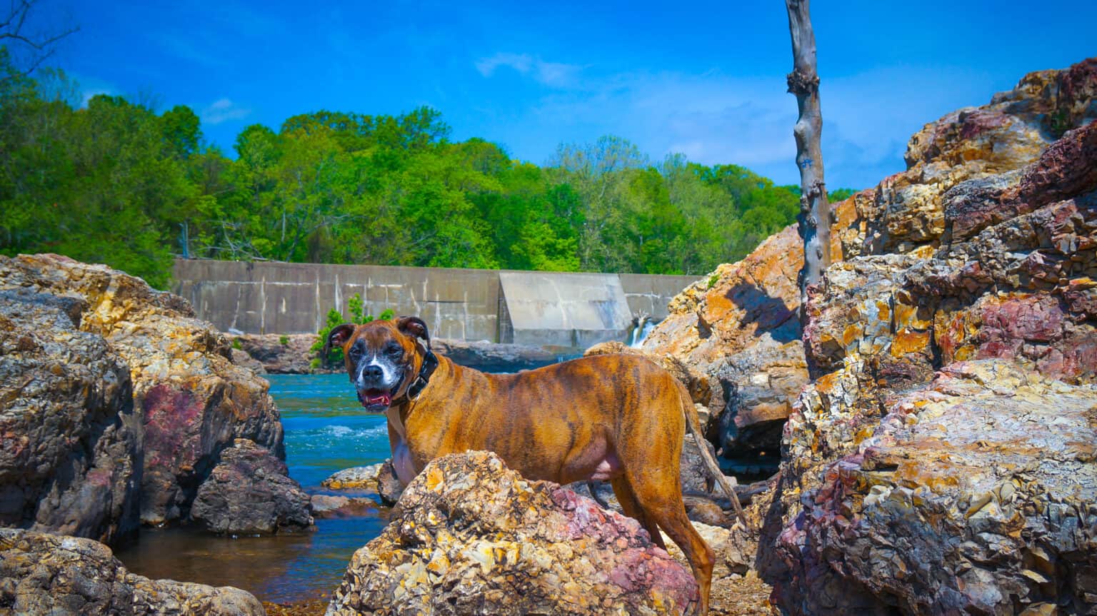 DogFriendly Destinations in the Ozarks (Parks, Lakes, etc.)