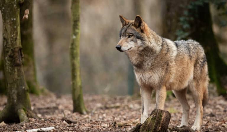 ARE THERE WOLVES IN ARKANSAS visual data 8